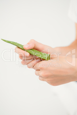 Close up of hands with aloe vera
