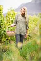 Blonde winegrower walking with her red grapes basket