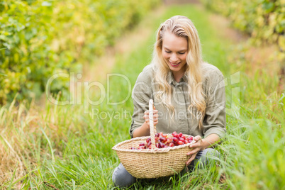 Blonde winegrower looking at a red grapes basket