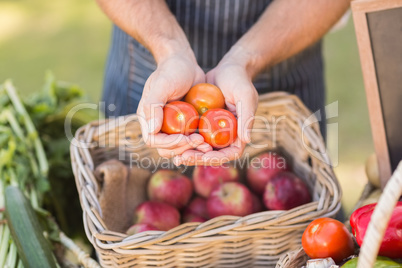 Farmer hands showing three tomatoes