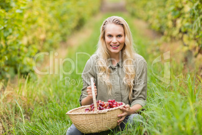 Blonde winegrower holding a red grapes basket