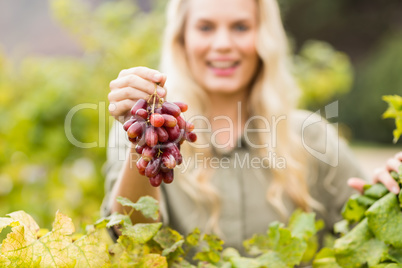 Smiling blonde winegrower holding a red grape