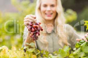 Smiling blonde winegrower holding a red grape