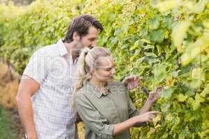 Two young happy vintners looking at grapes
