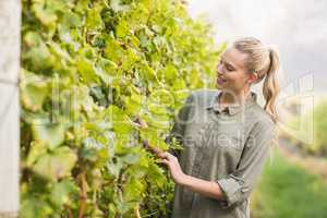 Young happy vintner looking at the grapes