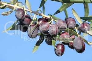 Olivenzweig mit reifen oliven