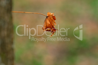 einzelnes altes blatt