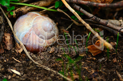 schnecke im waldboden im fruehling