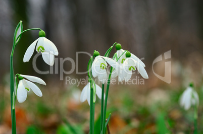 frische schneegloeckchen im wald