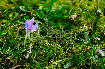 flieder krokus im gras