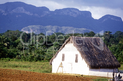 KUBA CUBA VINALES