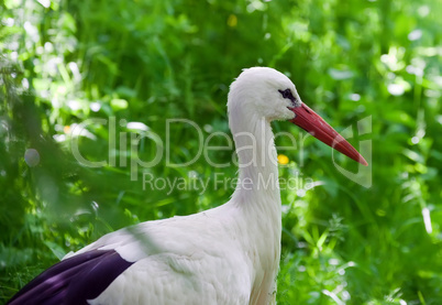 white stork