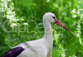 white stork