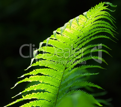 ferns