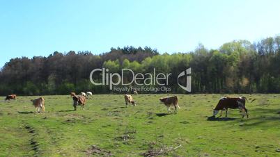 cows on the farm pasture