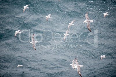 Northern fulmar flying over water