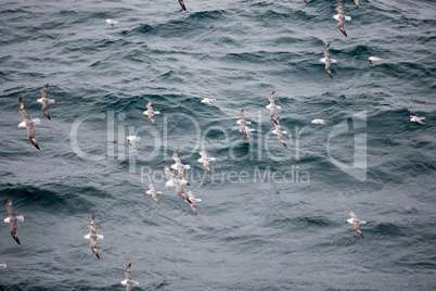 Northern fulmar flying over water