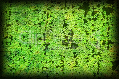 cracked background cracked background