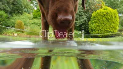 dog labrador retriever drink water slow motion 11657
