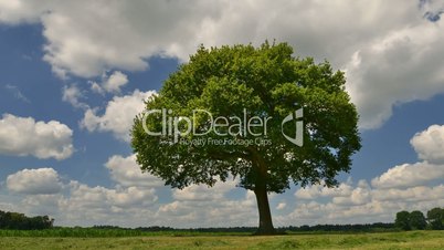 tree under puffy clouds panning time lapse 11661