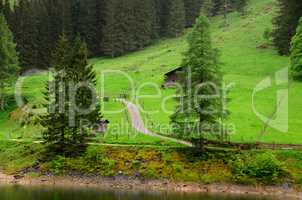 gruene naturlandschaft