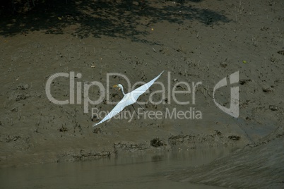 Fliegender Seidenreiher in Sundarbans, Indien