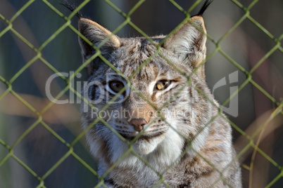 Luchs hinter Zaun