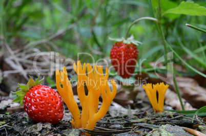 Yellow Stagshorn and strawberries