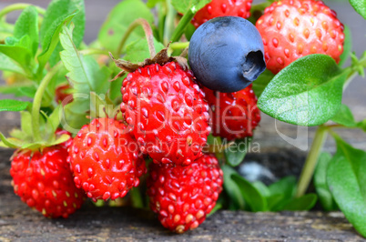 Forest fruits close up