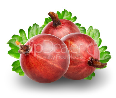 Red gooseberry