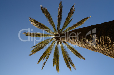palme und blauer himmel in barcelona