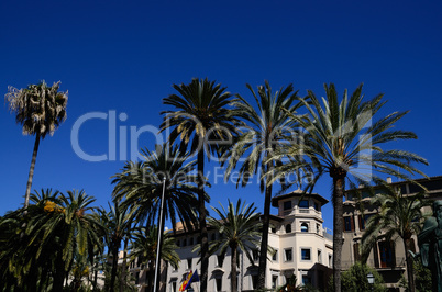 palmen und blauer himmel in mallorca