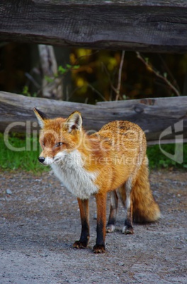 Fuchs im Harzer Wald