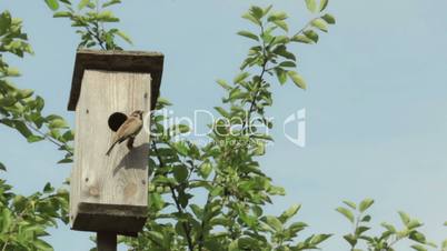 Birdhouse with bird on the tree