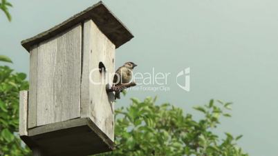 Birdhouse with bird on the tree