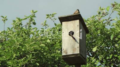 Birdhouse with bird on the tree
