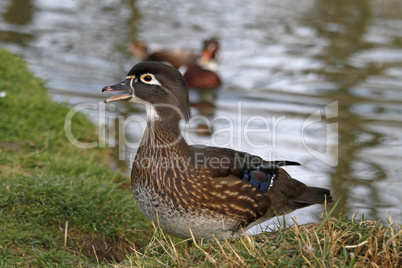 Brautente (Weibchen)