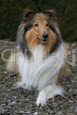 Langhaariger Collie Langhaariger Collie