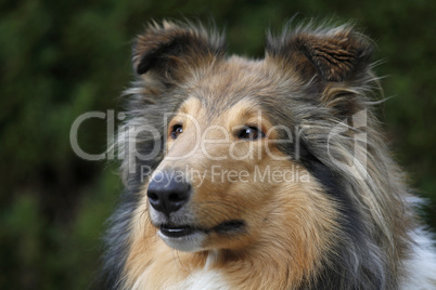 Langhaariger Collie