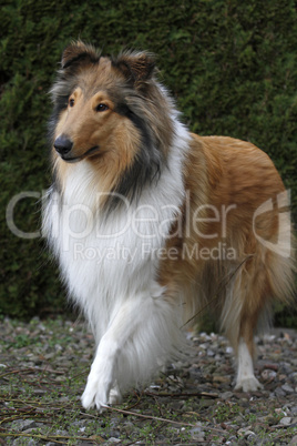 Langhaariger Collie