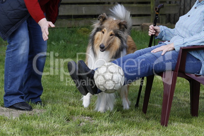 Therapiehund  bei der Arbeit