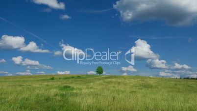 Lonely tree on blue sky and cloud background