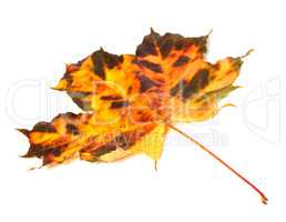 Multicolor autumnal maple-leaf on white background