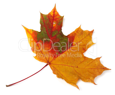 Multicolor autumn maple-leaf on white background