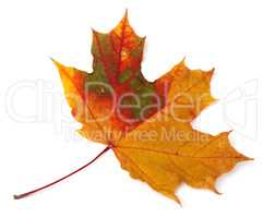 Multicolor autumn maple-leaf on white background