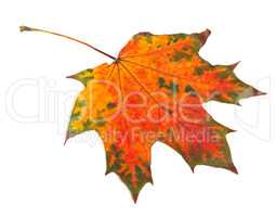 Multicolor autumn maple-leaf