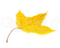 Autumn yellow leaf