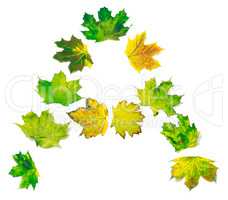 Letter A composed of yellowed maple leafs