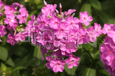 Purple phlox blooming in flowerbed