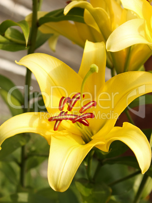 Yellow lilies in flowerbed close-up